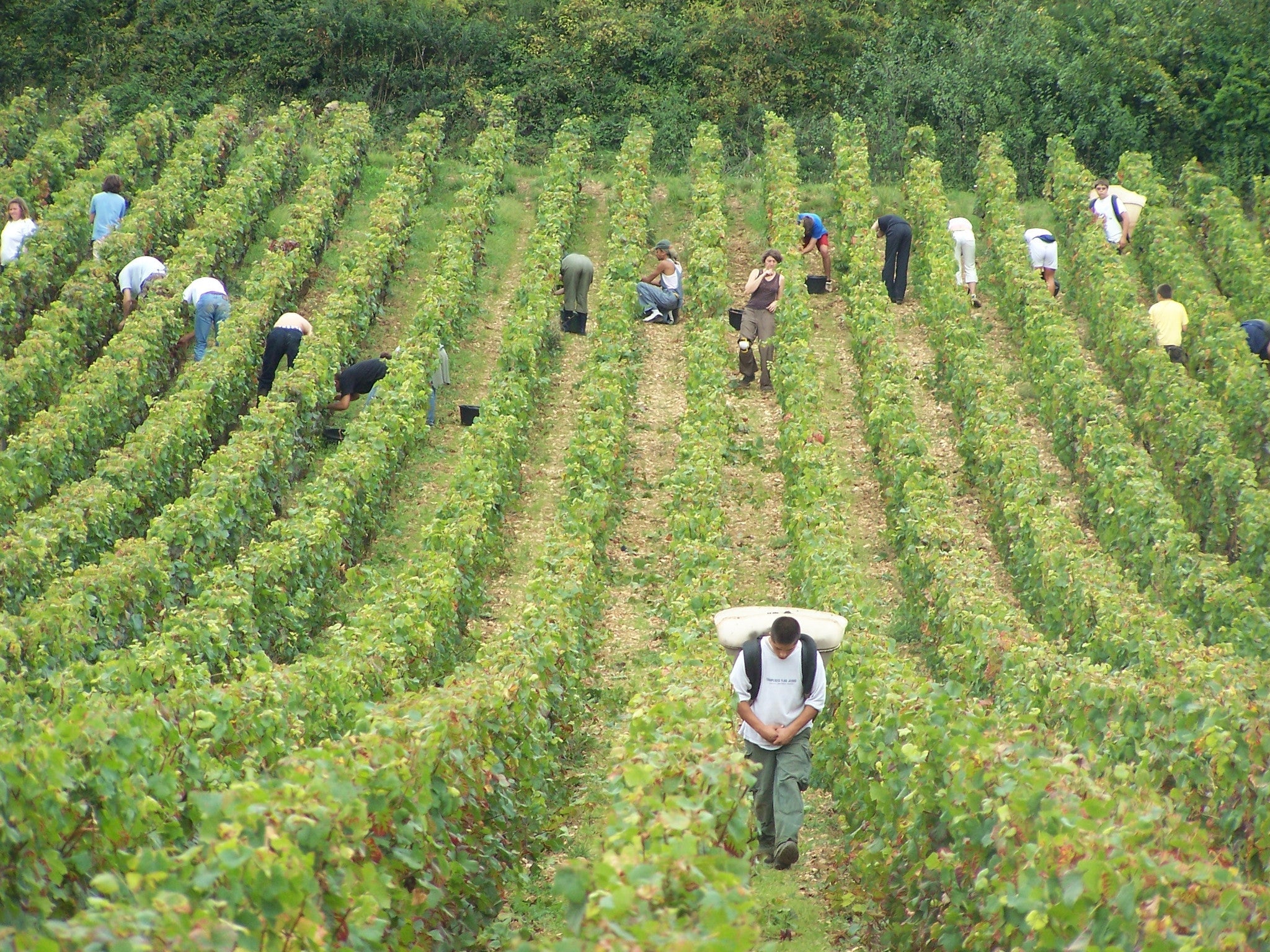 Gelée de Nuits-Saint-Georges