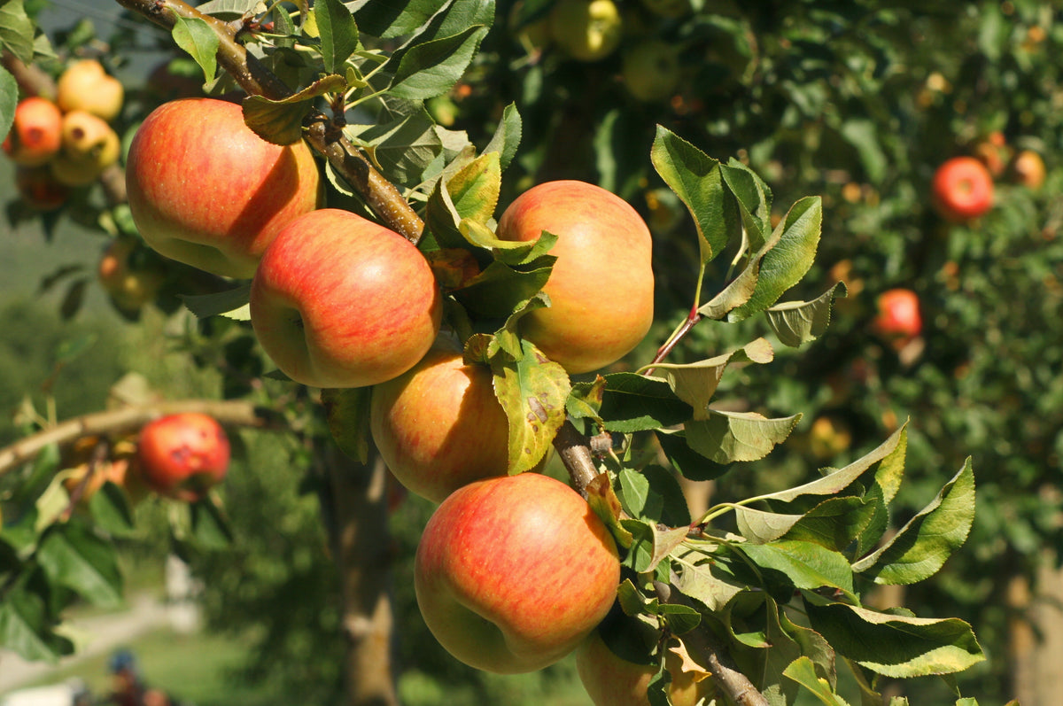 La pomme, la sage de septembre