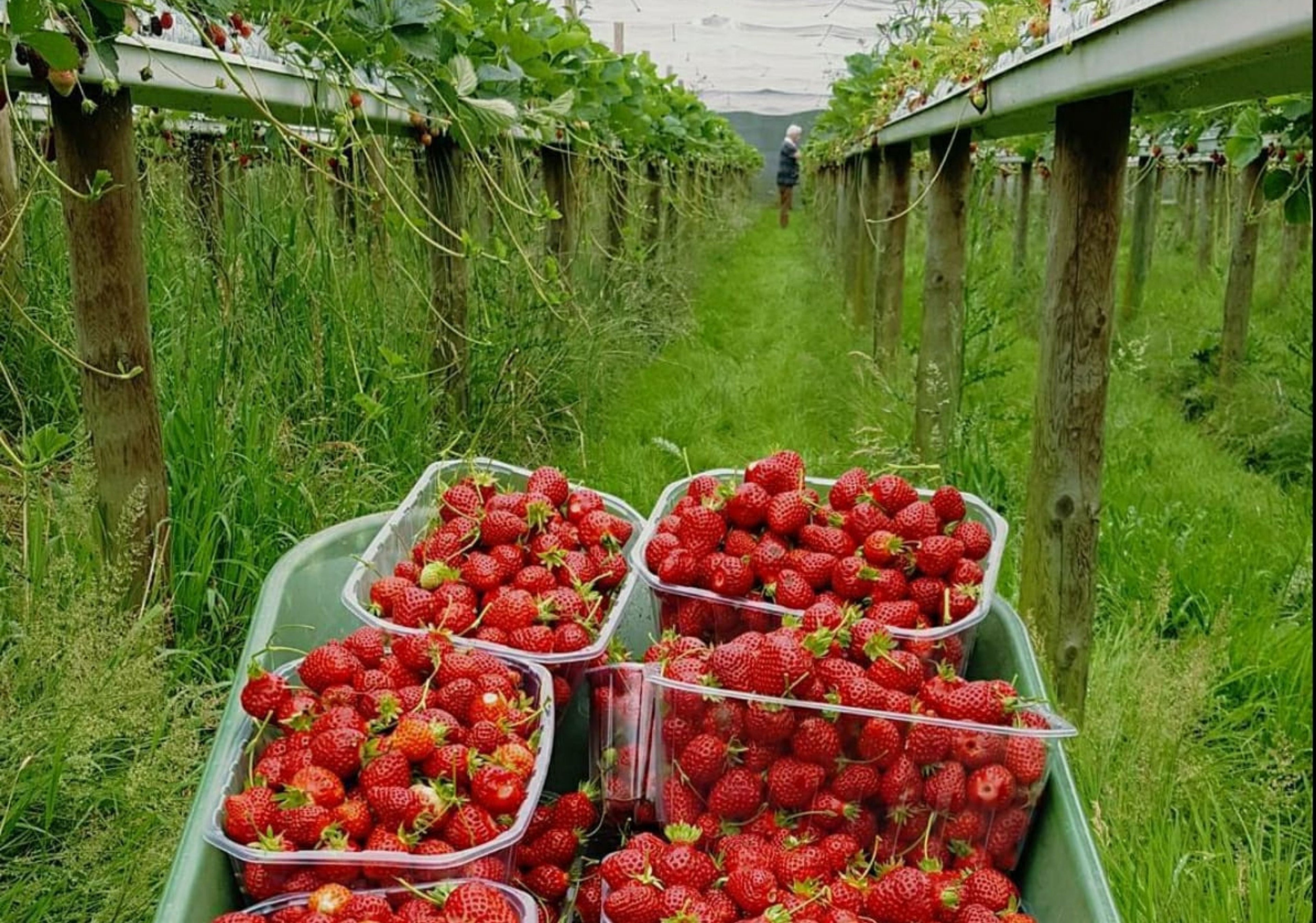 Le calendrier des fruits : quelle confiture de saison, mois par mois