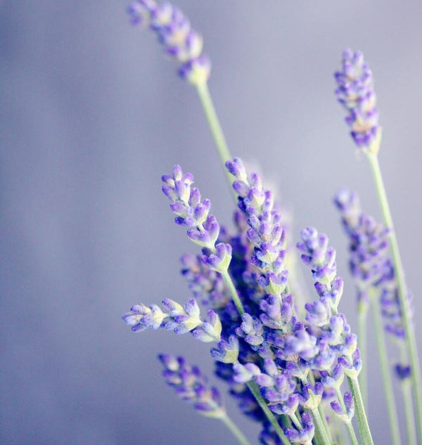 Fleurs, Aromates et Gastronomie