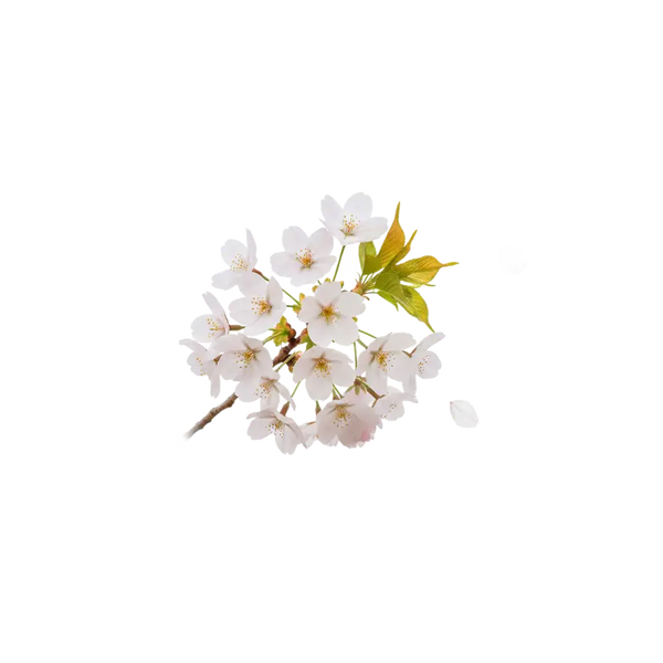 Fleur de cerisier