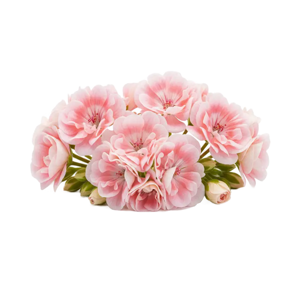 Géranium rosat