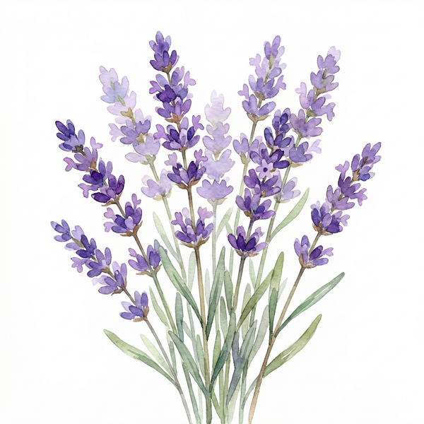 Lavender