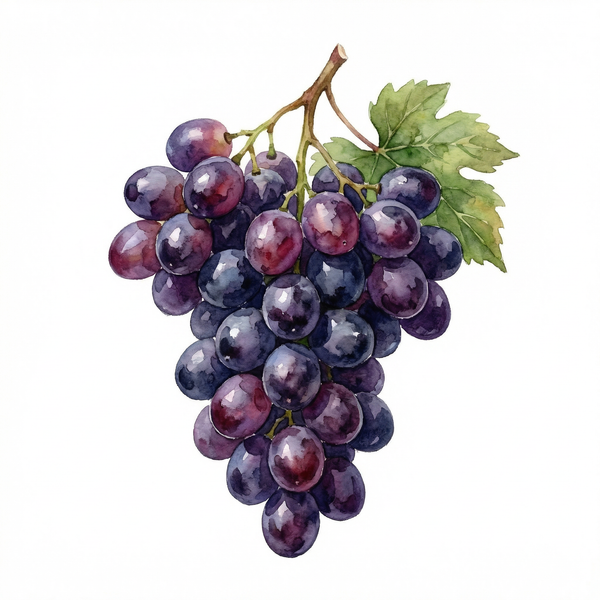 raisin noir