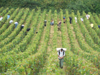 Vendangeurs au travail entre les rangs d'un vignoble vu en plongée, l'un portant une hotte au premier plan