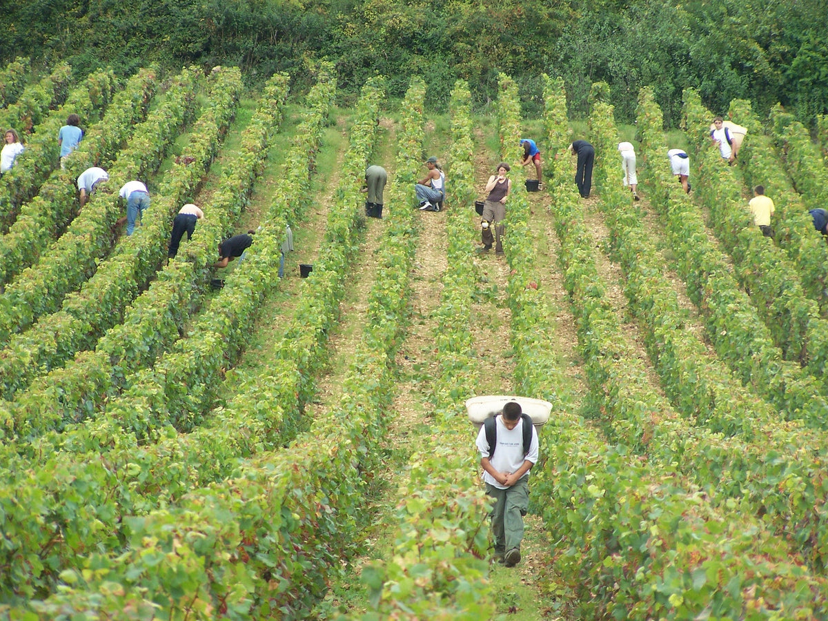 Vendangeurs au travail entre les rangs d'un vignoble vu en plongée, l'un portant une hotte au premier plan