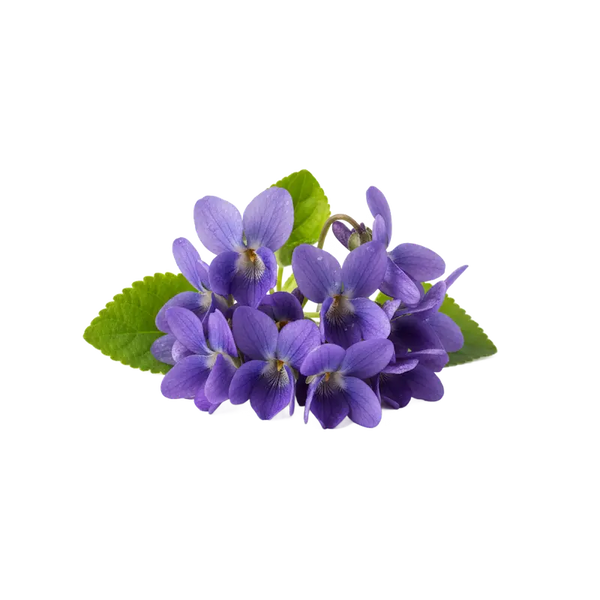Violette